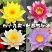 現貨秒發⚡49款~已開口~碗蓮種子 碗蓮/荷花/睡蓮 荷花種子 碗蓮種子 蓮花 荷花 碗蓮 水培花卉種子 7天發芽