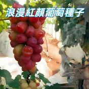 台灣現貨【浪漫紅顏葡萄種子】台灣現貨 居家園藝盆栽 自種葡萄 陽台種植 易發芽 高品質 適合新手 園藝愛好