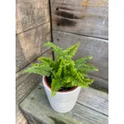 🪴綠植田園🪴密葉蕾絲蕨/3寸盆/蕨類植物/觀葉植物