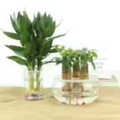 水培定植籃固定架 無土栽培水耕植物 蔬菜定植杯 水耕種植 塑料 圓形籃陽台水耕水培藍 植物固根器 水培 魚菜共生無