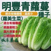 城禾農產🍃 明豐青蘿蔓種子 13克約1.3萬粒 蘿美生菜種子 蘿美心種子 綠蘿蔓種子 萵苣種子 生菜種子 種子 蘿蔓種子