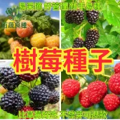台灣紅樹莓種子 覆盆子 新鮮果實 家庭盆栽 果樹苗 可食用 陽台種植 庭園造景 盆栽植物 室內室外 果實種子 小漿果 易