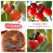 現貨 新種 柿子種子（50粒）四季高產 牛心柿種子軟黑柿子種子無核柿子種子日本甜柿種子精品種子磨盤柿種子四季種植庭院盆栽