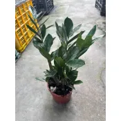 田尾詠泉農園/5寸盆/金錢樹/室內植物
