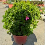 田尾玫瑰園 l 球型杜鵑、杜鵑花【一尺盆 植物為45x45】(植物眾多歡迎詢問) 田尾在地商家