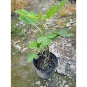 雲秀水果苗-香妃無花果苗4吋