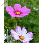 出貨+隔日達【 波斯菊 格桑花種子150粒】四季開花不斷  野花組合耐寒耐病易養活 室內庭院觀賞 花卉 觀賞植物盆栽