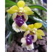 Haraella retrocalla 台灣香蘭 瓶苗