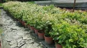╭＊田尾玫瑰園＊╯ 綠籬植物-(白雪木)5吋盆高1尺120元