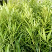 羅漢松苗蝦取宅配滿4棵出貨 約100公分種在移植袋可合併各種植物