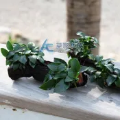 【AC草影】袖珍 小榕 海芙蓉 沉木【一棵】陰性水草 陰性草免打CO2