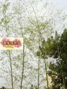 ╭＊田尾玫瑰園＊╯日式極簡禪風--孟宗竹--庭園美化必備*-特惠價供應