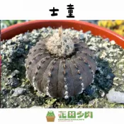 《花田多肉》🌵【士童】 仙人掌/多肉植物/多肉/戶外植物/園藝/盆栽/綠化/懶人植物/抗輻射/綠植美學