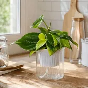 斑葉心葉蔓綠絨 免澆水盆栽 室內植物 觀葉植物 禮物 盆栽 辦公室
