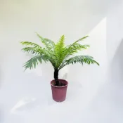 植物空間 美人蕨3寸 室內植物 觀葉植物 觀葉植物 室內綠植 陰性植物 蕨類養護 耐陰好養 居家綠植 濕潤養護 淨化植栽