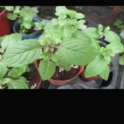 茂豐~甜梨薄荷     三吋盆栽$50    五吋盆栽$140