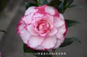 台中茶花- 布魯克氏玫瑰 -(原棵茶花)- CC62