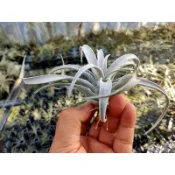 綠房子空氣鳳梨 國際巨型香檳(小） T. chiapensis gigantesco
