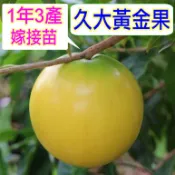 久大黃金果🟡矮化嫁接盆栽🟡1年3收+快速產果+白肉大果+高甜度 樹苗 果苗 矮化果樹 矮生盆栽 水果苗 大果黃金果