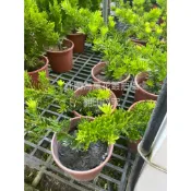 ☆萬花叢★喬木植物【金鑽羅漢松】★5/6吋盆★高約10-35cm☆