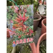 大紅袍羅漢松（嫁接)定價400元