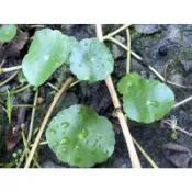 鳳凰花園～金錢草、錢幣草、水生植物
