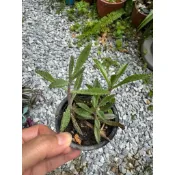 不死鳥多肉植物多株一盆