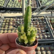 多肉植物／仙人掌　神仙堡錦（一吋盆）