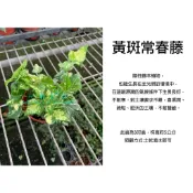心栽花坊-黃斑常春藤/黃油畫常春藤/3吋/長春藤/觀葉植物/室內植物/小品幼苗/特價60