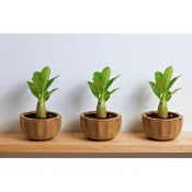 |沙漠玫瑰 沙玫 多肉植物| 夾竹桃科 | 療癒植物 塊根植物 迷你植栽