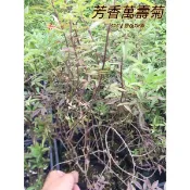 『525生態植物園』芳香萬壽菊