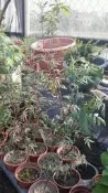 慕花坊植物園   芳香萬壽菊  葉子有濃郁鳳梨果香  可泡花草茶