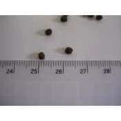 鰻魚飼料.幼鰻浮水料 顆粒約2.5-3 mm 左右