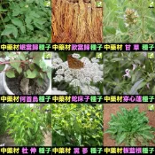 🍁㊣中藥種子 當歸 岷當歸 歐當歸 甘草 何首烏 蛇床子 穿心蓮 杜仲 黨蔘 板藍根 中藥材植物種子 可盆栽