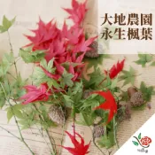 (店+)日本 大地農園 永生楓葉 楓葉 極度花燥 花材 葉材 永生花 乾燥花 不凋花 紅葉 楓之谷 楓 秋天 畢業季 畢業