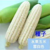 【種子】白色水果玉米種子 水果玉米種子 玉米種子，水果玉米 白色20顆