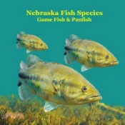 【三民網路書店】Nebraska Game Fish and Panfish Species Kids Book: Great Book About the Different Types of Fish in Nebraska 作者：Kinsey Marie