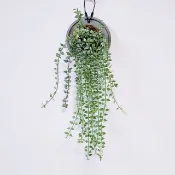 斑葉百萬心│水泥上板植栽│陽台植物│喜光植物│觀葉植物│多肉