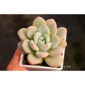 ❁採花❁ 夢露皇后-多肉植物/療癒盆栽/園藝
