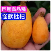怪獸枇杷苗🟡矮化+施肥🟡南北陽台都可種 枇杷 枇杷苗 樹苗 果苗 矮化果樹 矮生盆栽 矮化盆栽 水果苗 水果盆栽