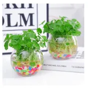台灣現貨 水培銅錢草種子 金錢草銅錢草種子 四季水培植物種子 庭院室內盆栽遇水就活 發芽率95%