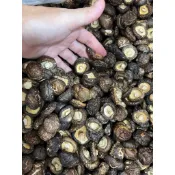 台灣香菇鈕扣菇100g/300g，大小約莫10元大小，厚實脆感紮實。