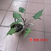 菩提樹 