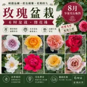 6吋玫瑰盆栽【店長推薦款】 不挑品種無嫁接盆栽 《四季有花玫瑰園》下單前請詳閱敘述 月季苗 月季盆栽