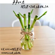 開運竹 萬年青 觀音竹 水耕盆栽 無土種植 辦公室植物 觀葉植物 室內植物 完全水培養 玻璃瓶  水根植物懶人盆栽 水培