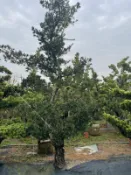 【盛宏園藝】庭園造型雀舌 羅漢松︱日本雀舌羅漢松G802-1︱頭徑15公分︱高度400公分以上 (請自取)