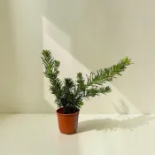 ｛英宏｝雀舌羅漢松3吋 常綠植物 室外植物 陽光植物 陽台綠植