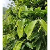 現採沉香枝葉，沉香樹，鳳蝶幼蟲食物  ，可泡茶  2元/g