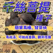 菩提種子 菩提樹種子 覺樹種子 聖樹種子 庭園樹苗 宗教植物 盆栽綠化 景觀樹木 禪意盆栽 寺院植栽 修行植物