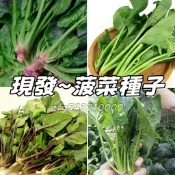 現貨秒發⚡熱銷~菠菜種子 今年新種子 發芽率高 營養豐富 速生農家大葉菠菜種子 季耐寒耐熱 四季陽台庭院盆栽蔬菜種籽